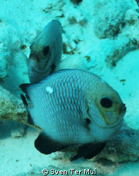 nice couple by Sven Ter Mul 